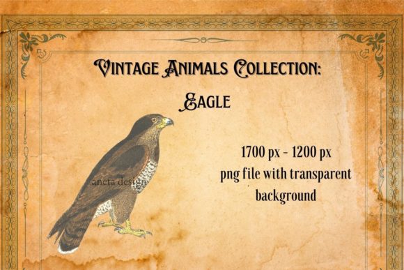 A Designer's Guide to the Vintage Eagle Illustration