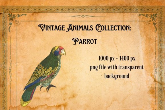 A Timeless Treasure: Using Vintage Parrot Illustration in Design