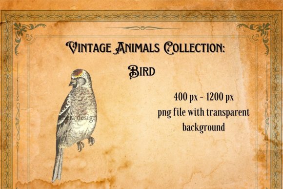 Charming Vintage Bird Illustration for Timeless Projects