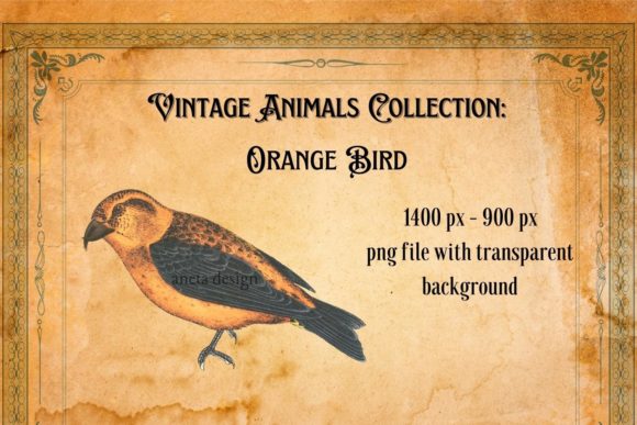 Rediscovering Charm: The Vintage Orange Bird Illustration