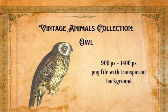 The Enduring Charm of a Vintage Owl Illustration