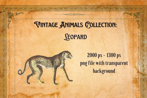 The Timeless Charm of the Vintage Leopard Illustration