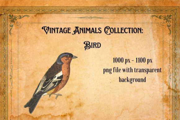 Timeless Appeal: Using the Vintage Red Bird Illustration in Modern Design