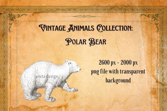 Vintage Polar Bear Illustration: Adding Timeless Charm to Modern Design