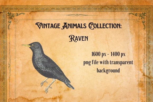 Working with the Vintage Raven Illustration for Design Projects